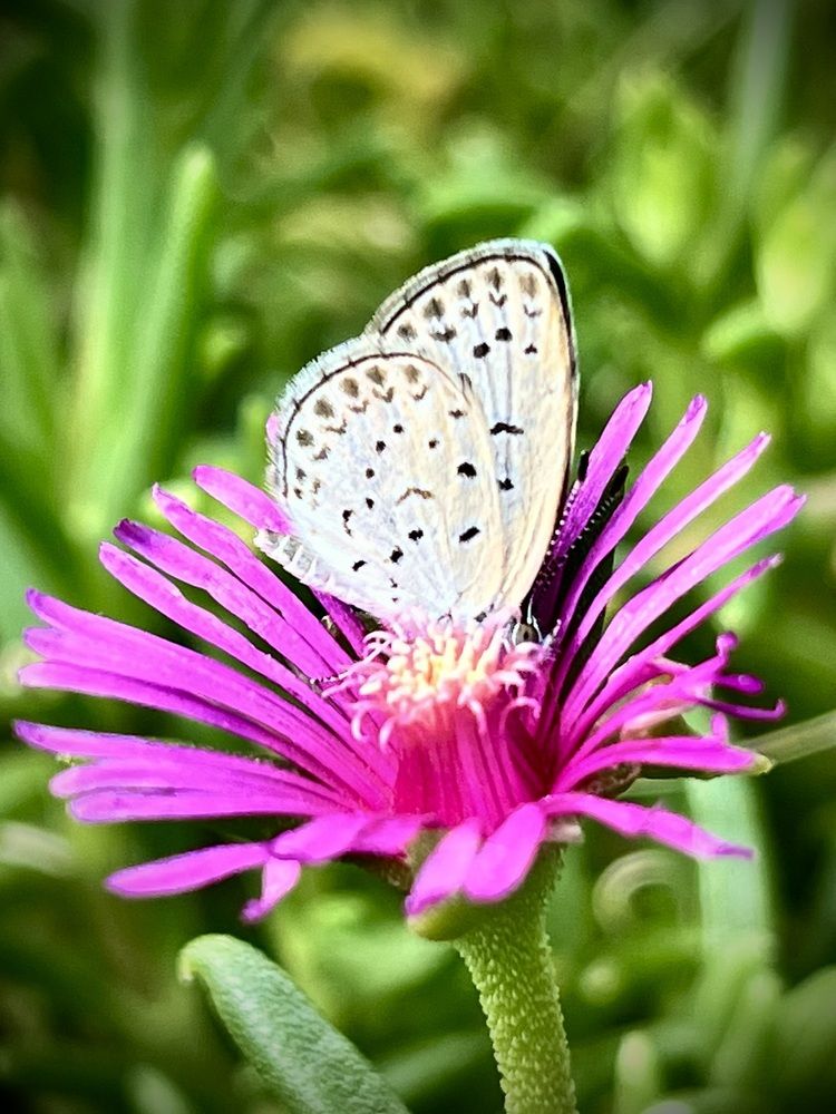 Hidden in the Flower