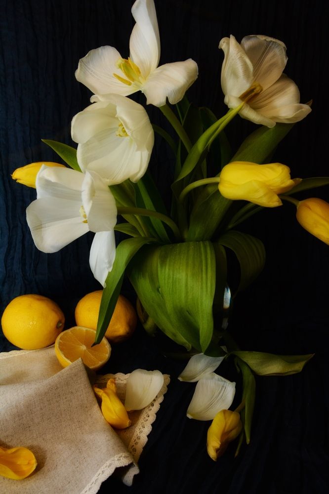 Tenderness of tulips