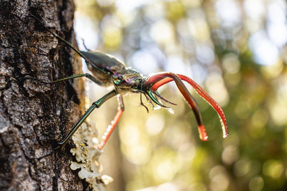 El duende entre las lengas