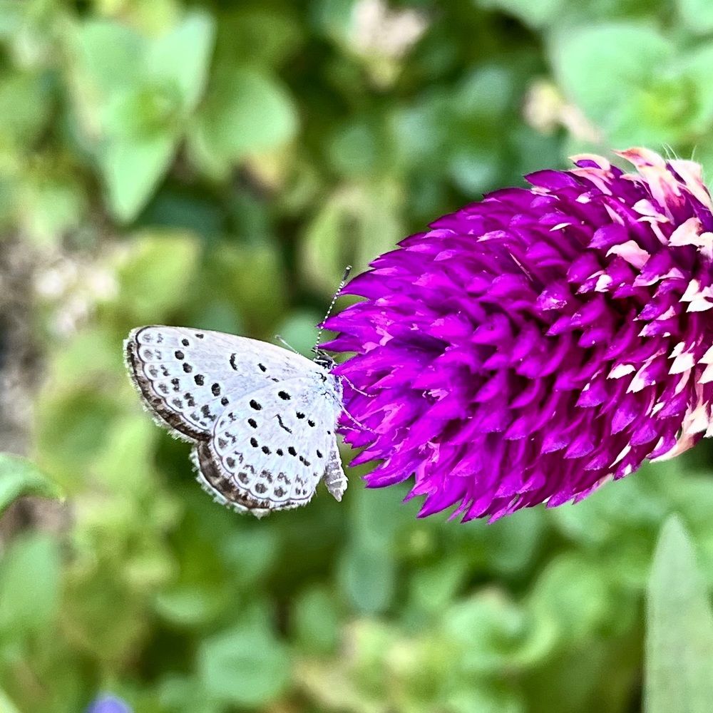 Captured by the Flower