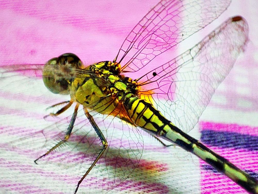 Фотография автора Debdutt Saha