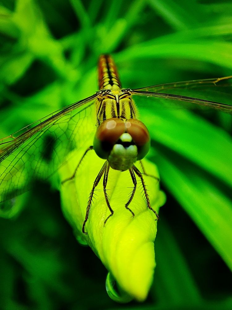 Фотография автора Debdutt Saha