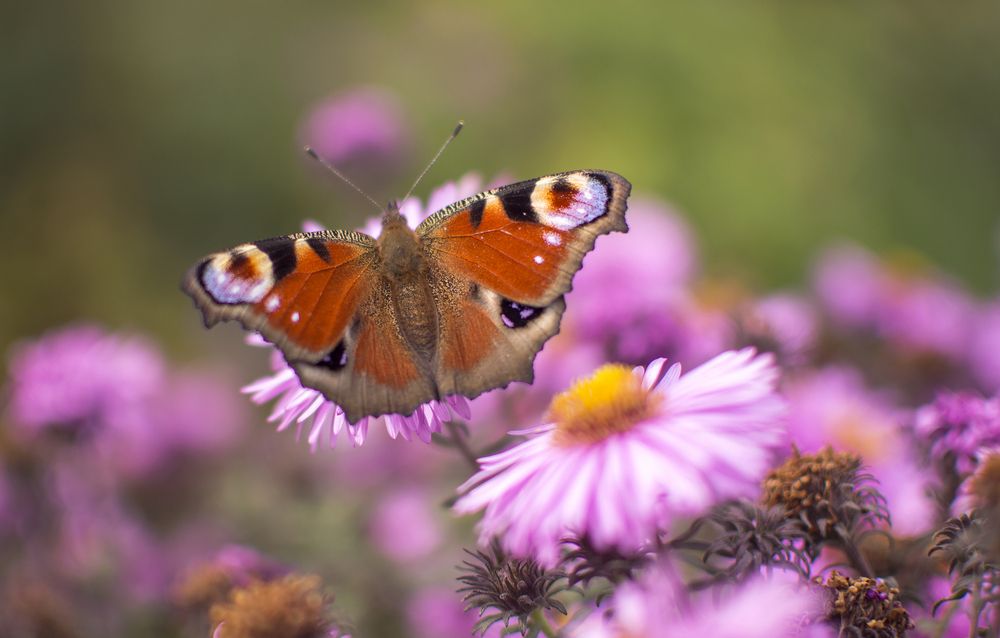Photograph by Светлана Мельник