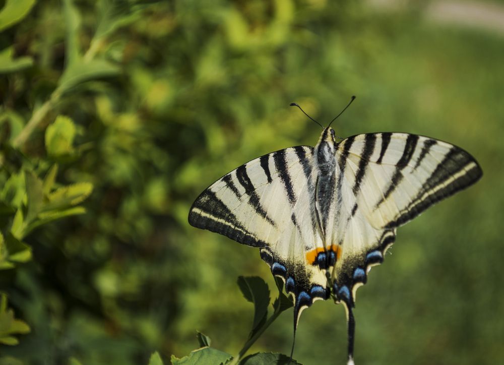 Photograph by Светлана Мельник