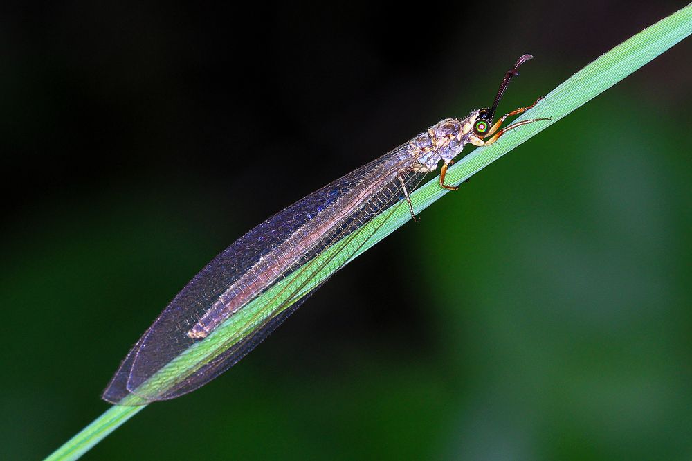 The Beautiful Antlion