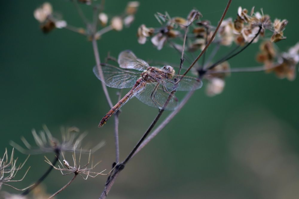 Photograph by елена