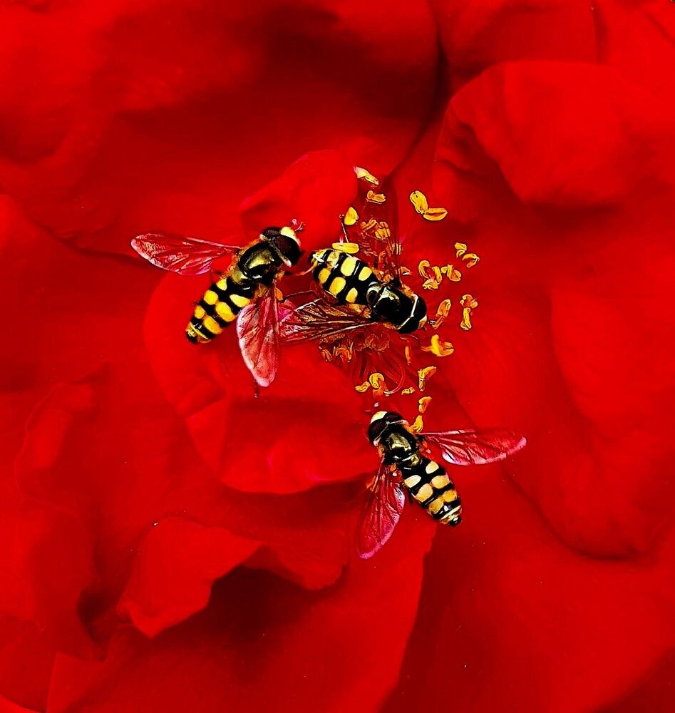 Photograph by Яна Галимуллина