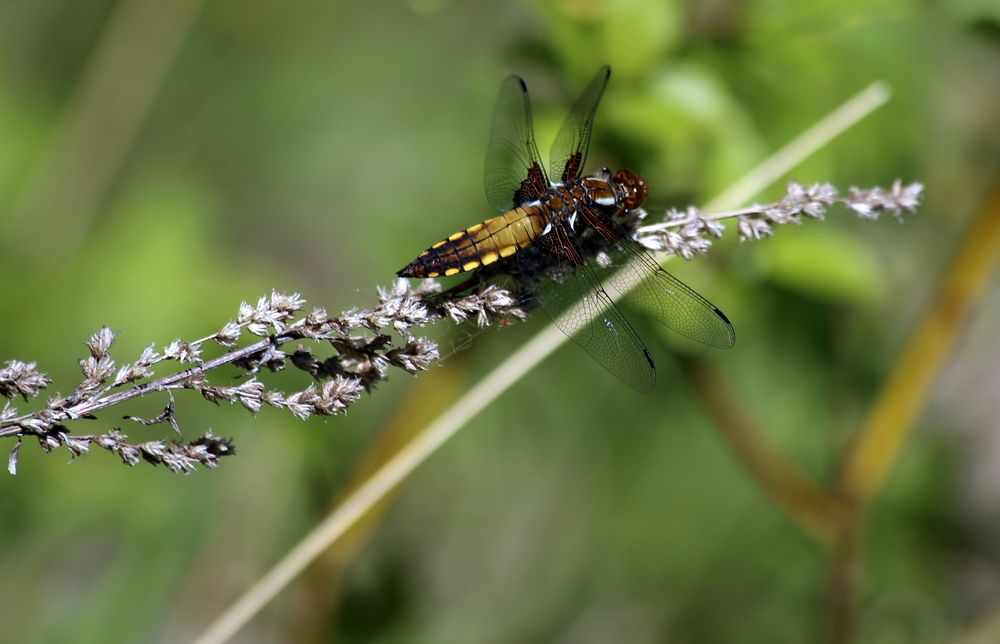 Photograph by елена