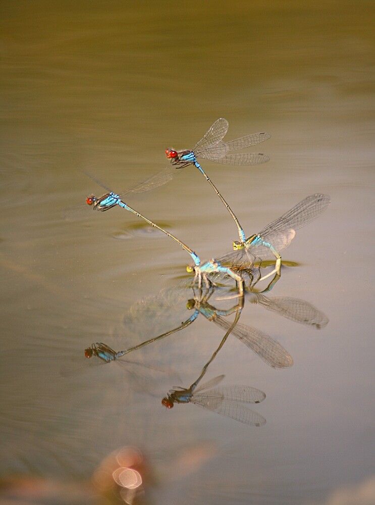 Фотография автора Татьяна Шебаршенко