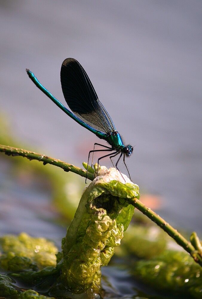 Фотография автора Татьяна Шебаршенко