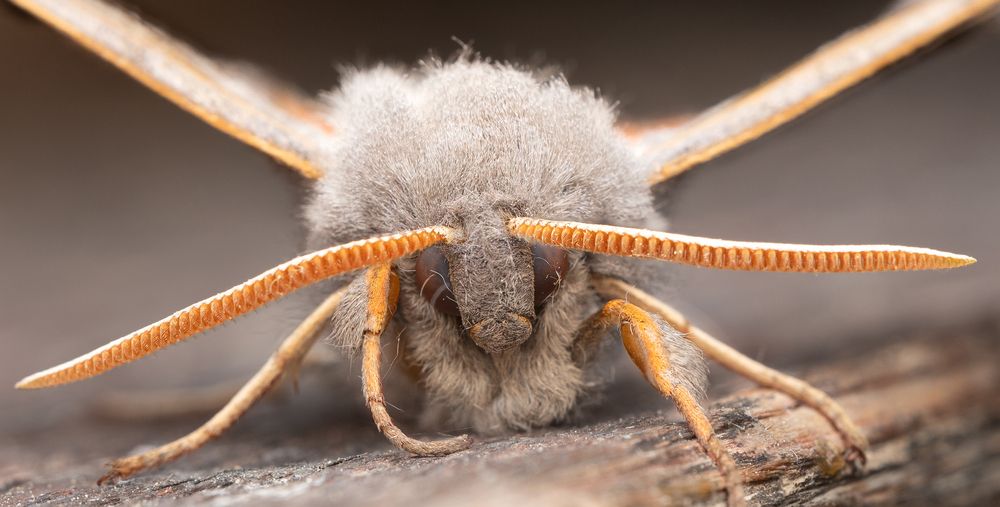 Фотография автора Alexander Pakhomov