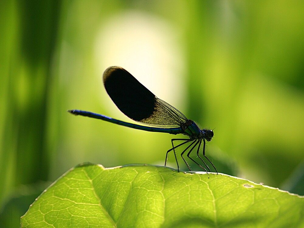 Фотография автора Татьяна Шебаршенко