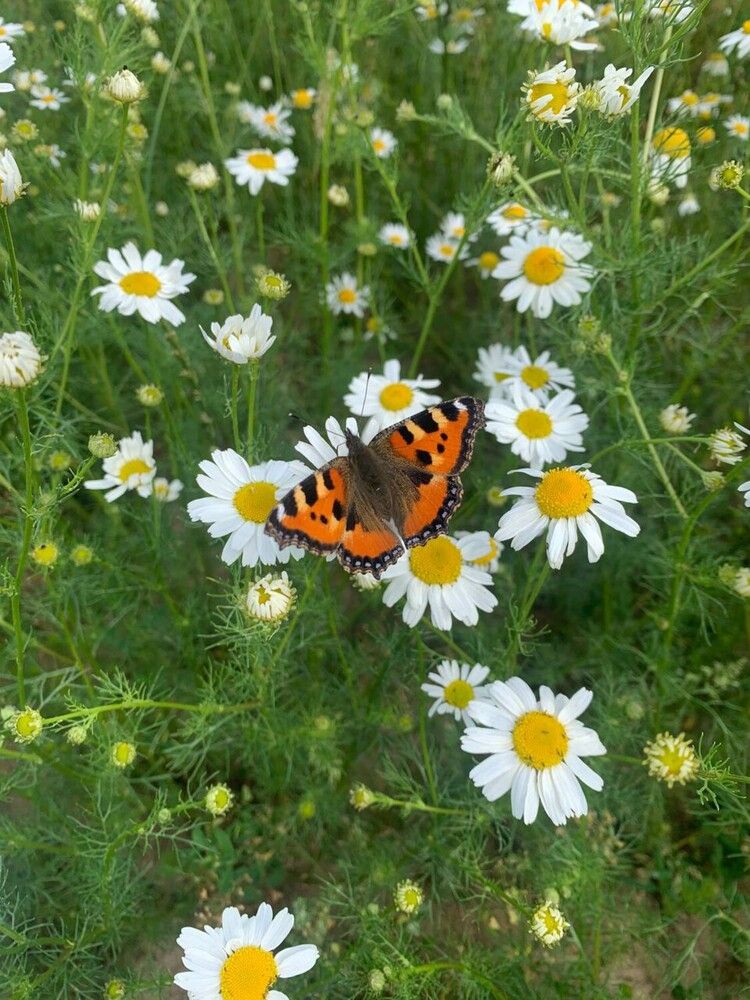 Фотография автора Дарья Петровская