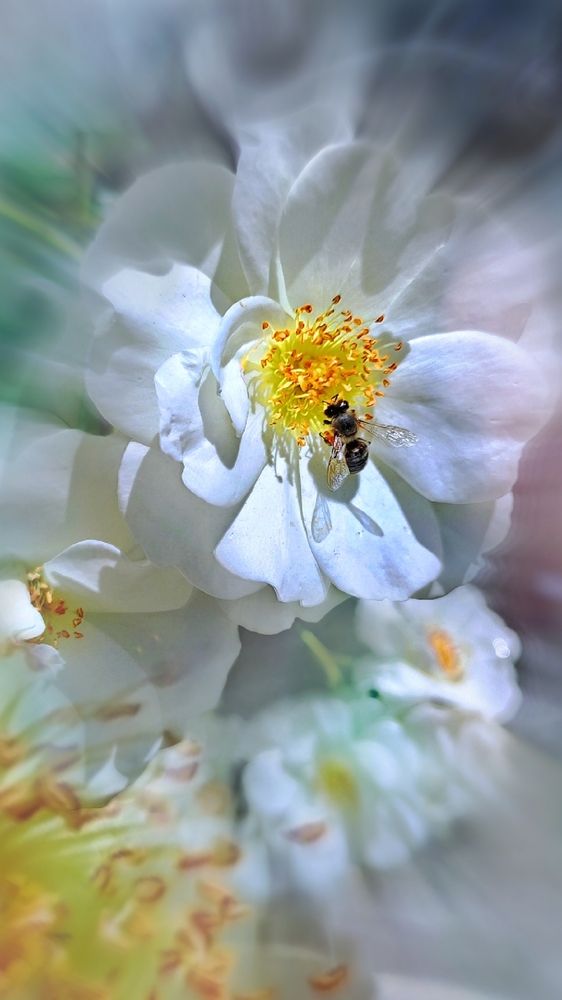 Photograph by Алла Холодова