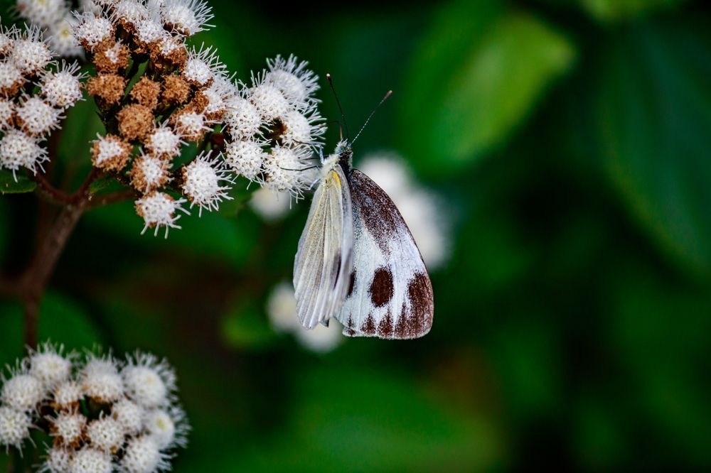 Photograph by Subhajit Basak
