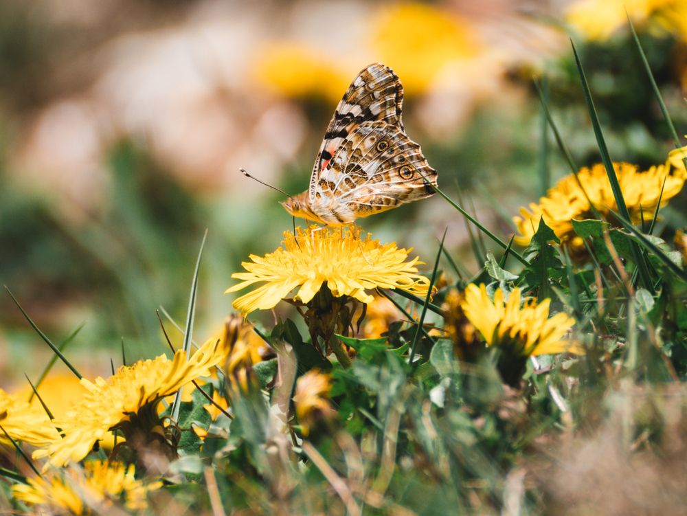 Photograph by Subhajit Basak