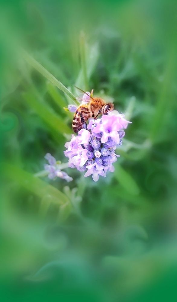 Photograph by Алла Холодова