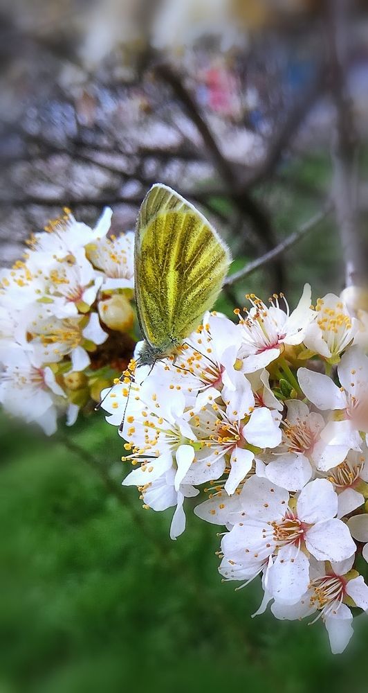 Photograph by Алла Холодова