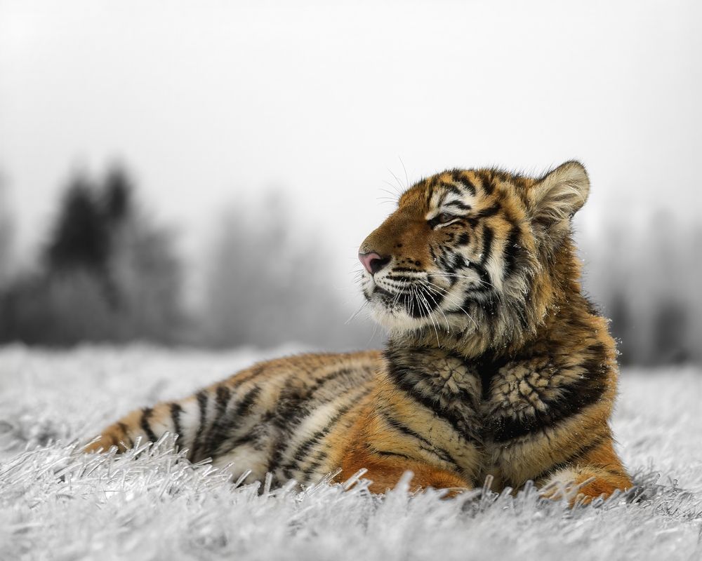 Photograph by Michaela Firešová