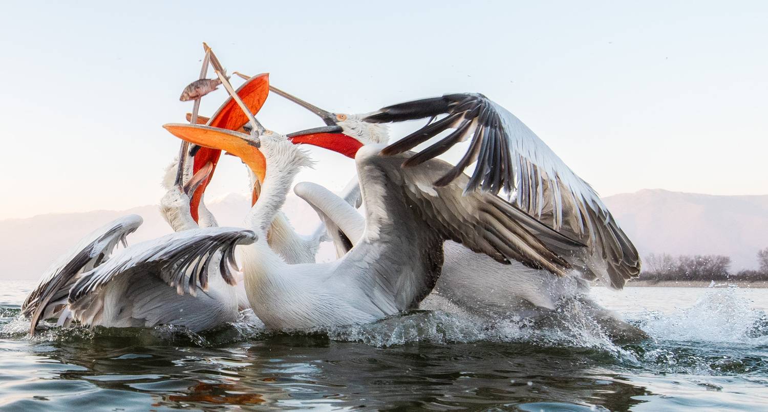 Фотография #12088541