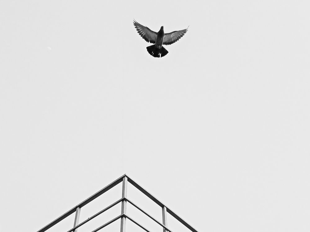 Photo #12088847
