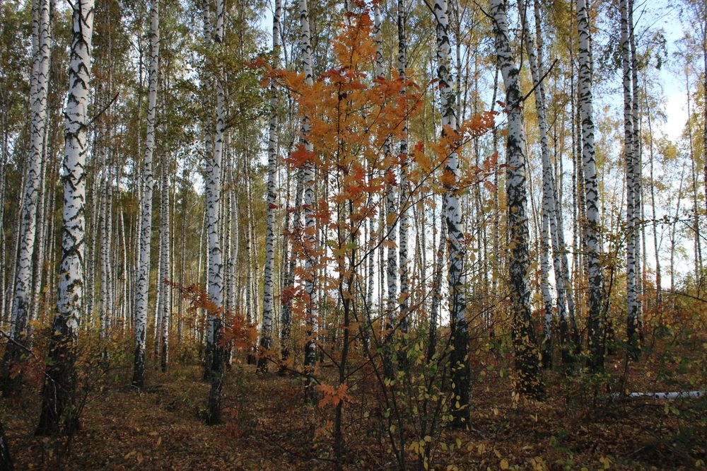 Photograph by Елена Коробченко