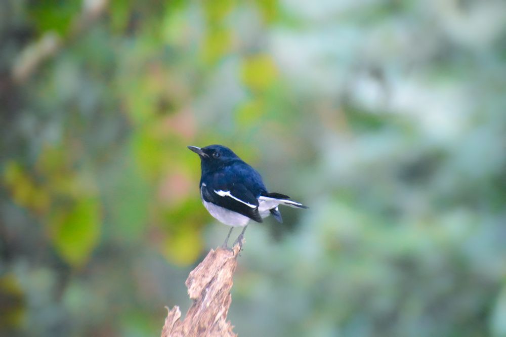 Photograph by SOUMYADIP PARAMANIK