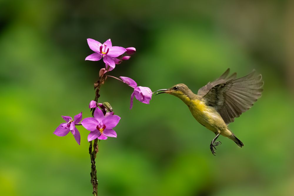 Photograph by SUHAS MANDAL