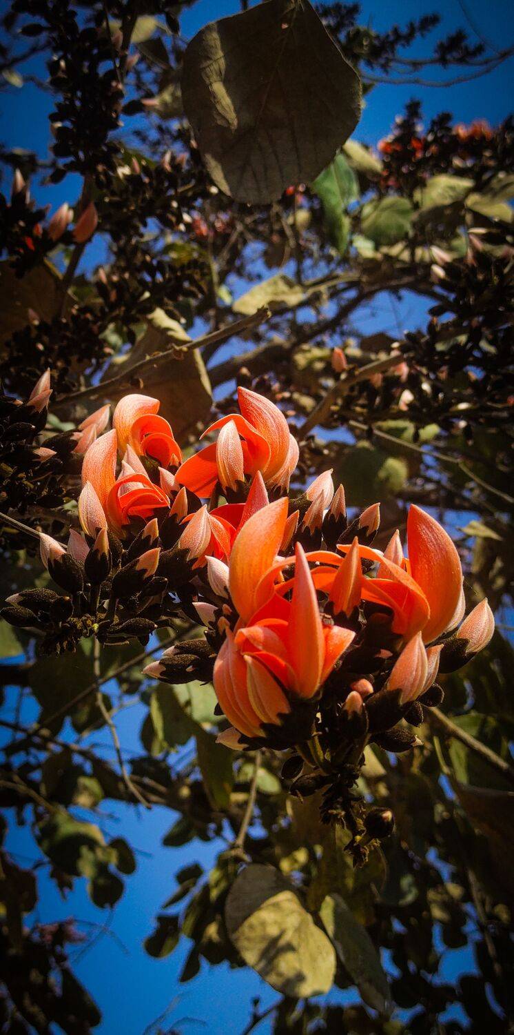 Flower twins Flower twins