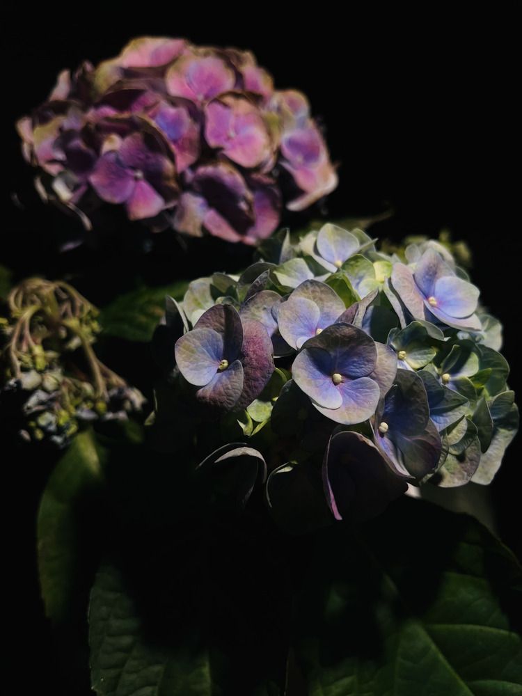Hydrangea