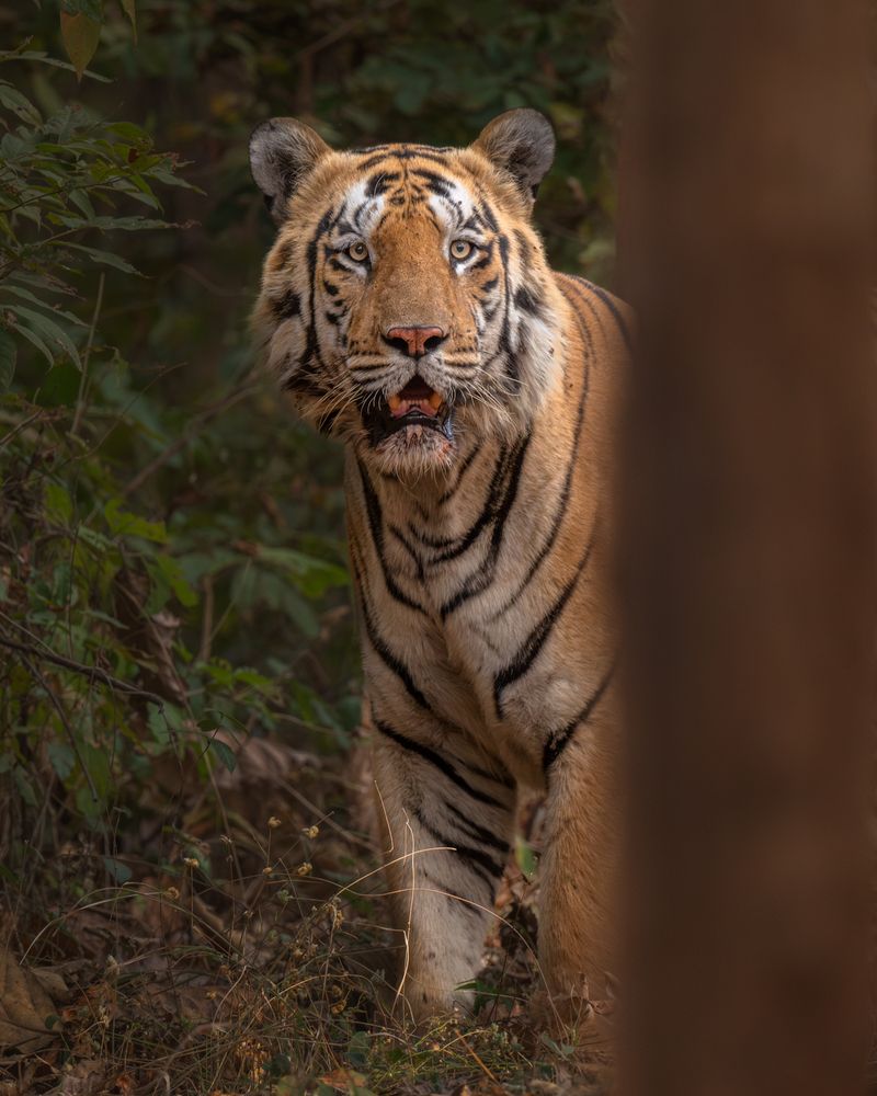 Photograph by Narayanan Iyer