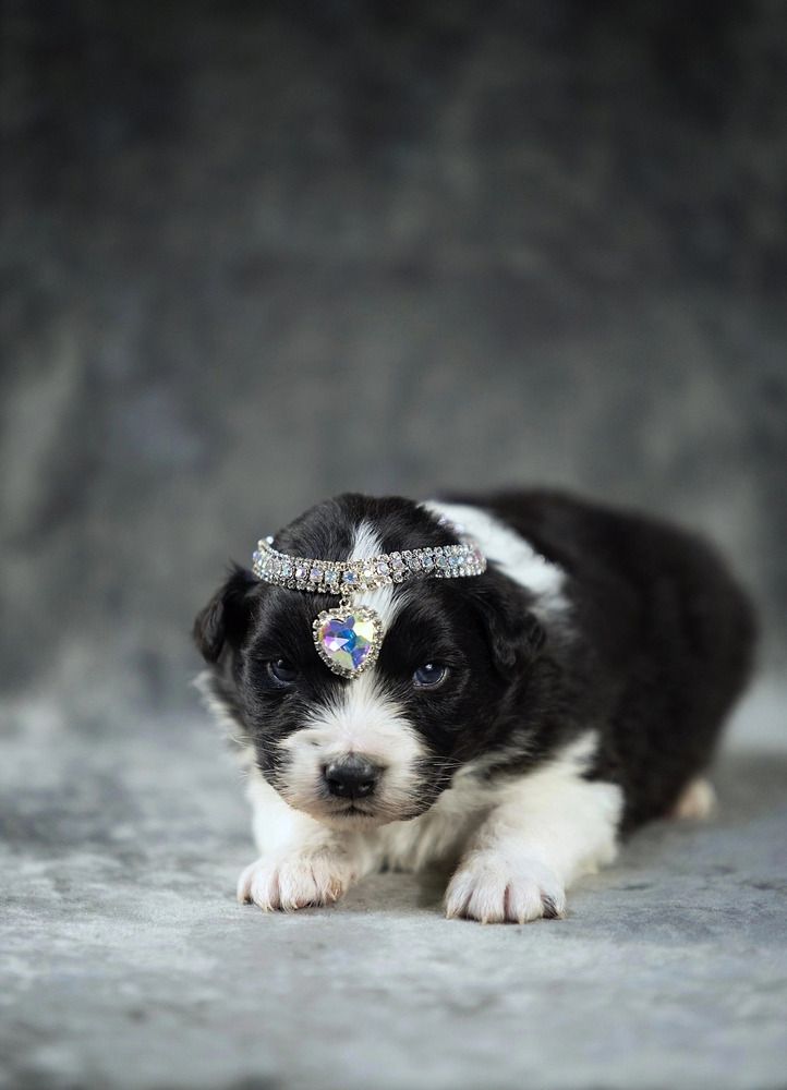 Photograph by Татьяна Шанта