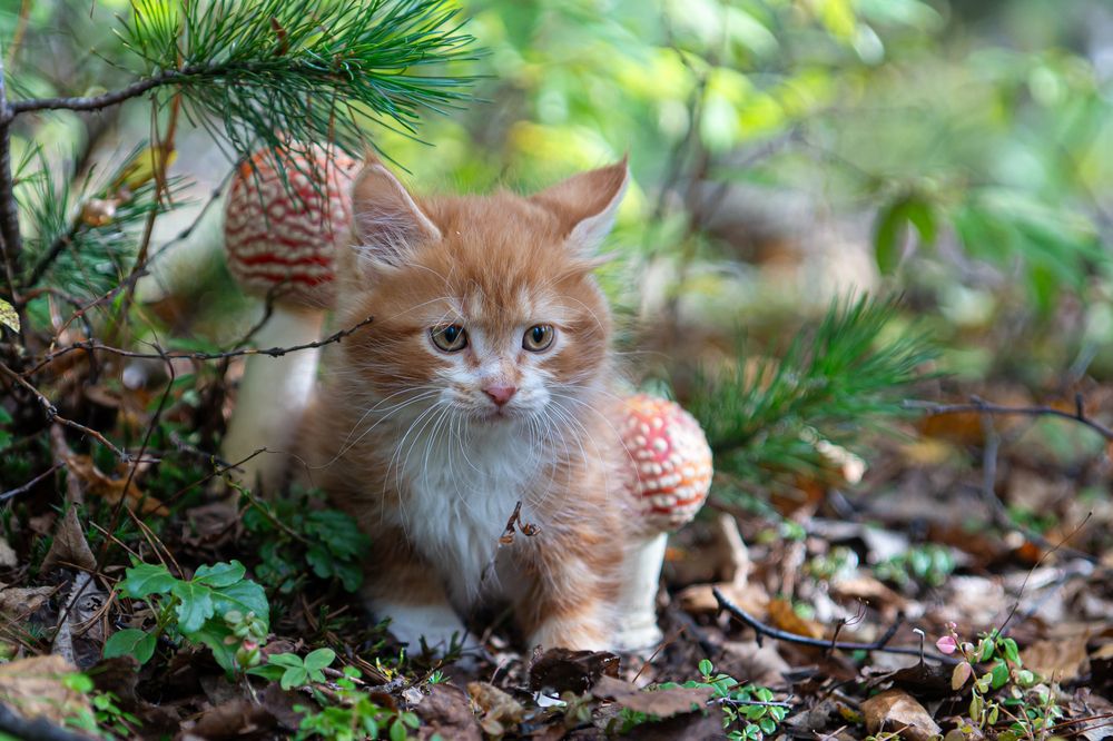 Фотография автора Анна Моргачёва