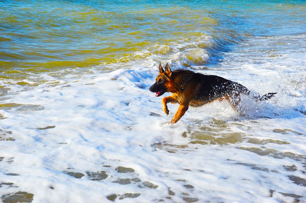 Рождённые из морской пены