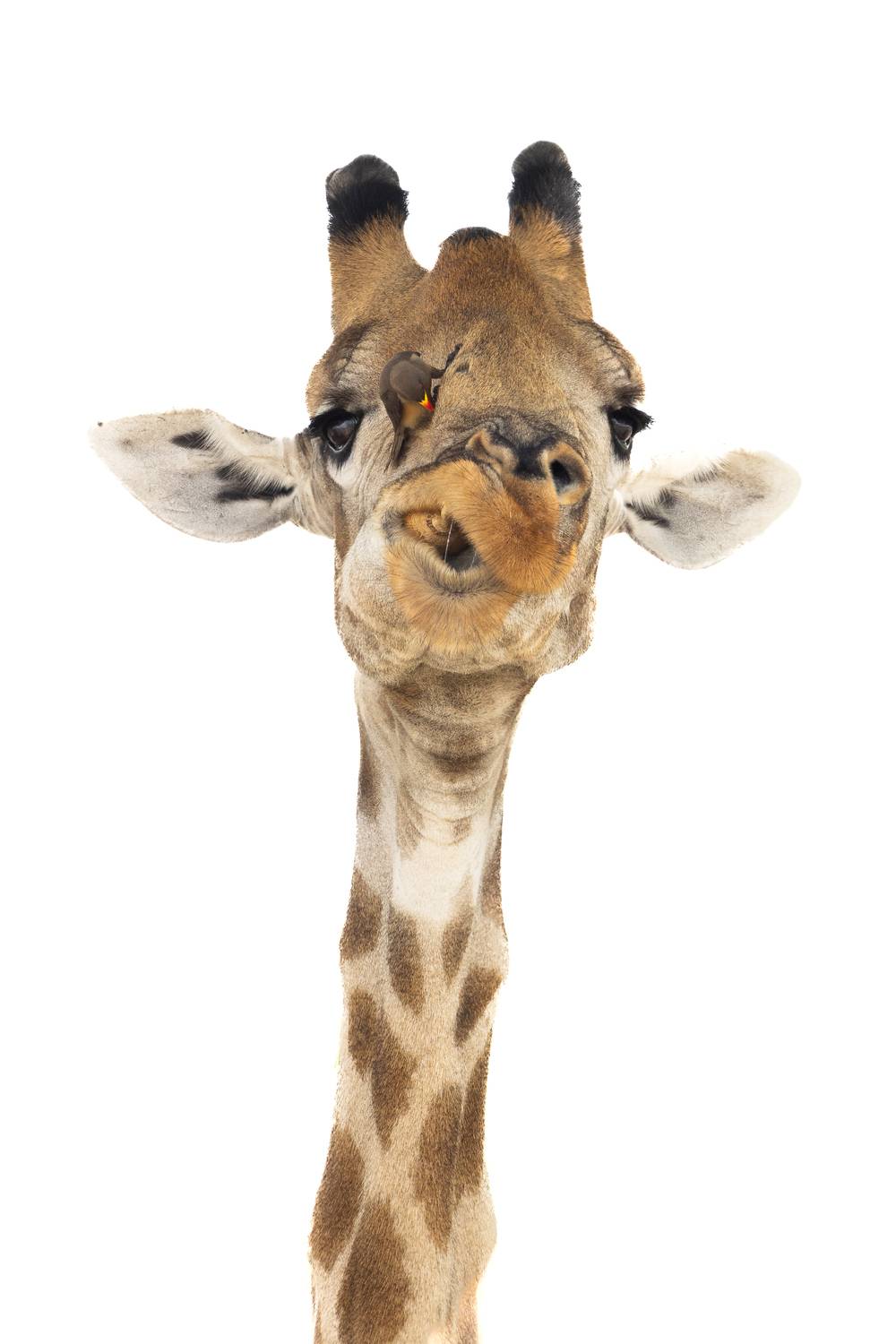 Фотография #12090806