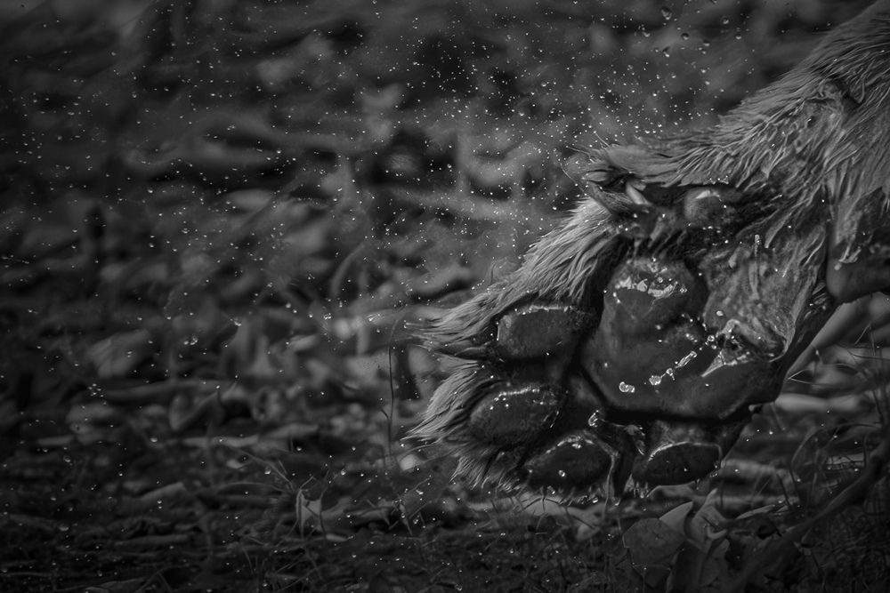 Photograph by Nitin Srivastava