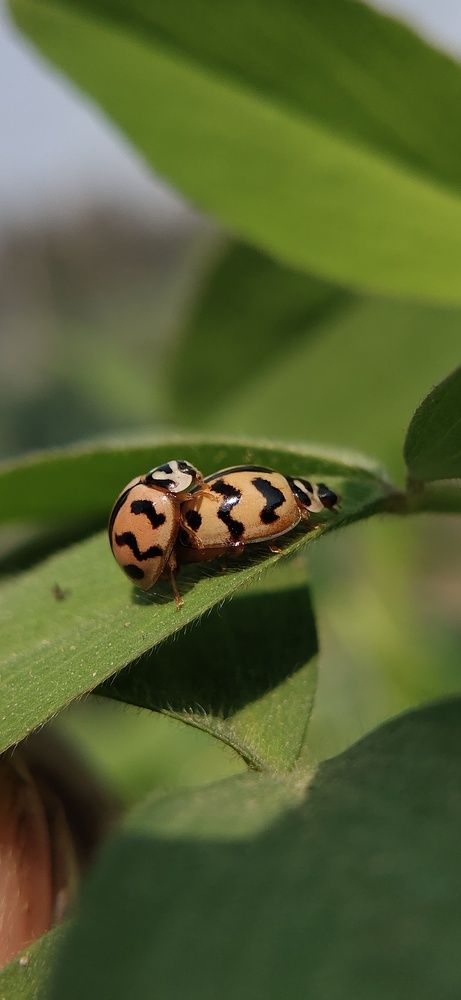 Nature, Macro Photography