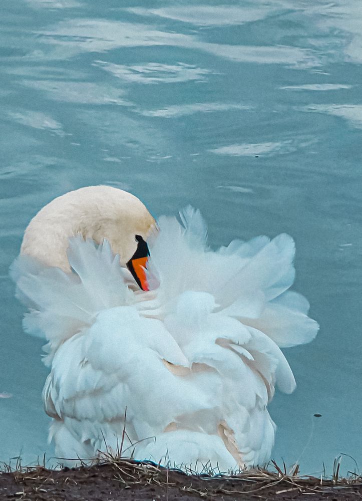 Фотография автора Нина Зинченко