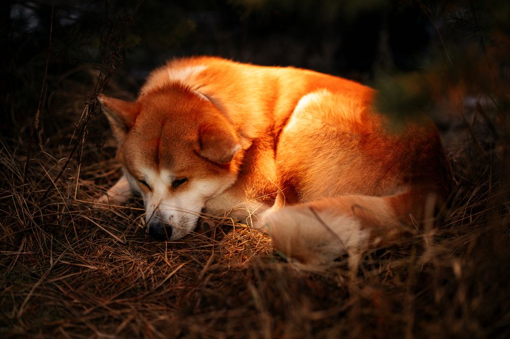 Photograph by Виктория Чушкина