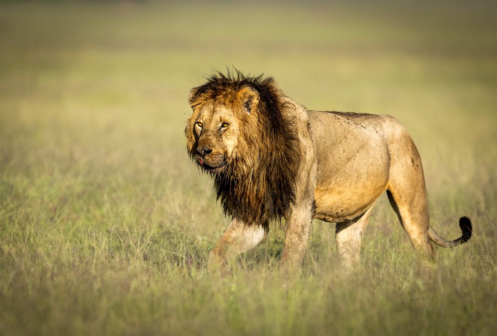 Photograph by Silvia Ribeiro