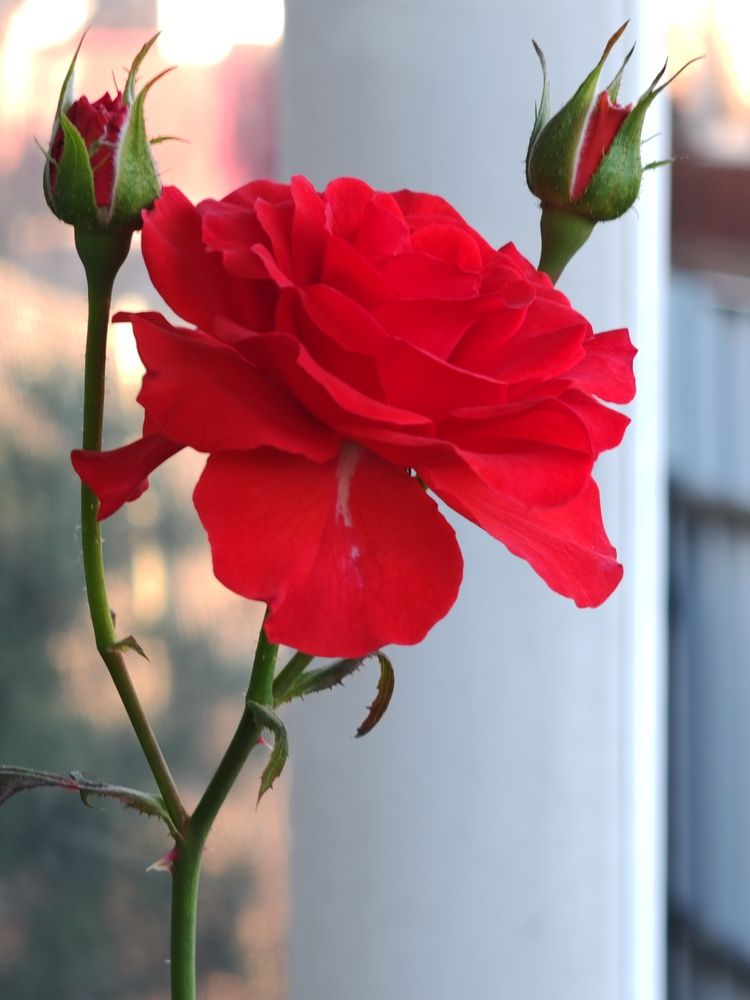 Photograph by Михаил Моисеев