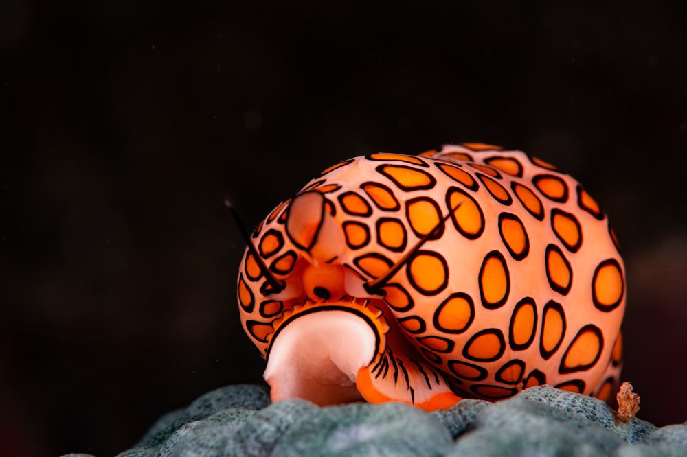 Flamingo Tongue
