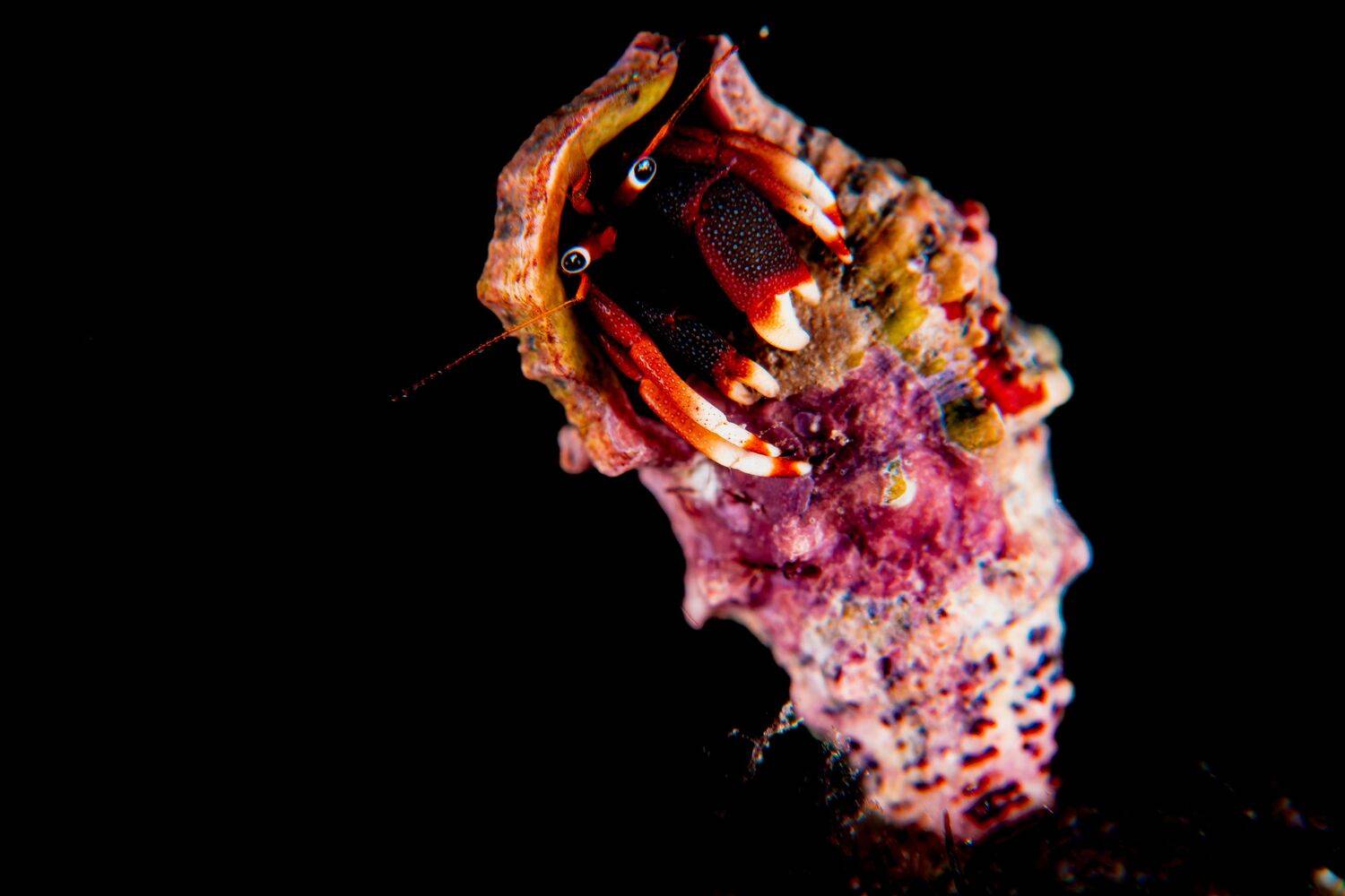 tender and curious eyes