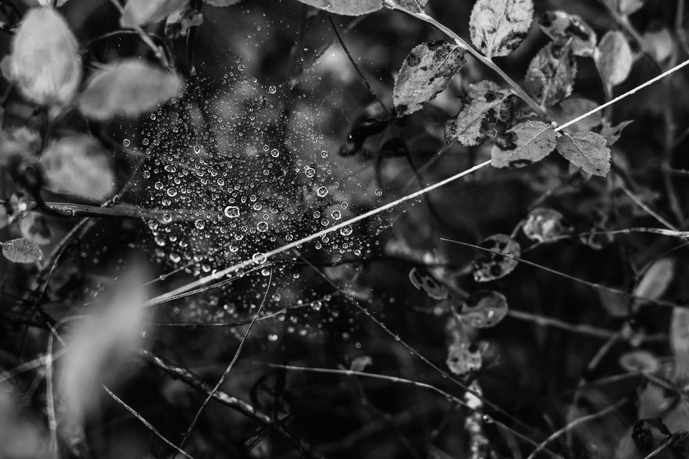 Photograph by Валерия Гуртовая