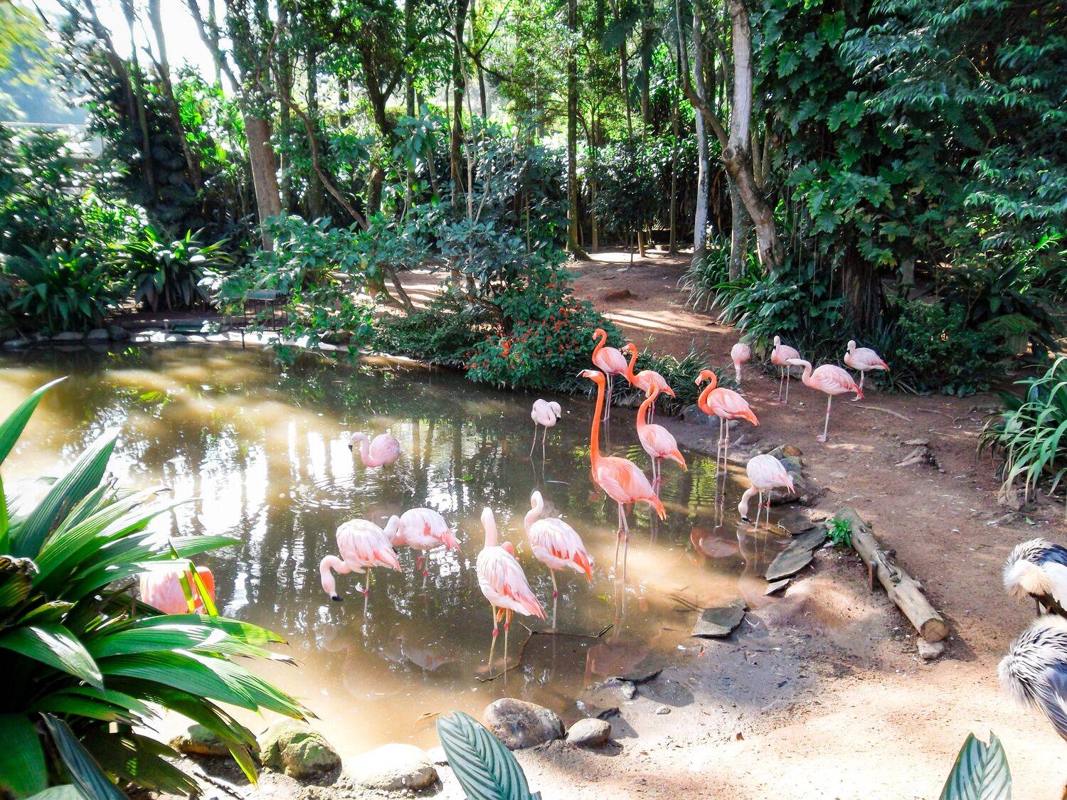 The Color of Birds