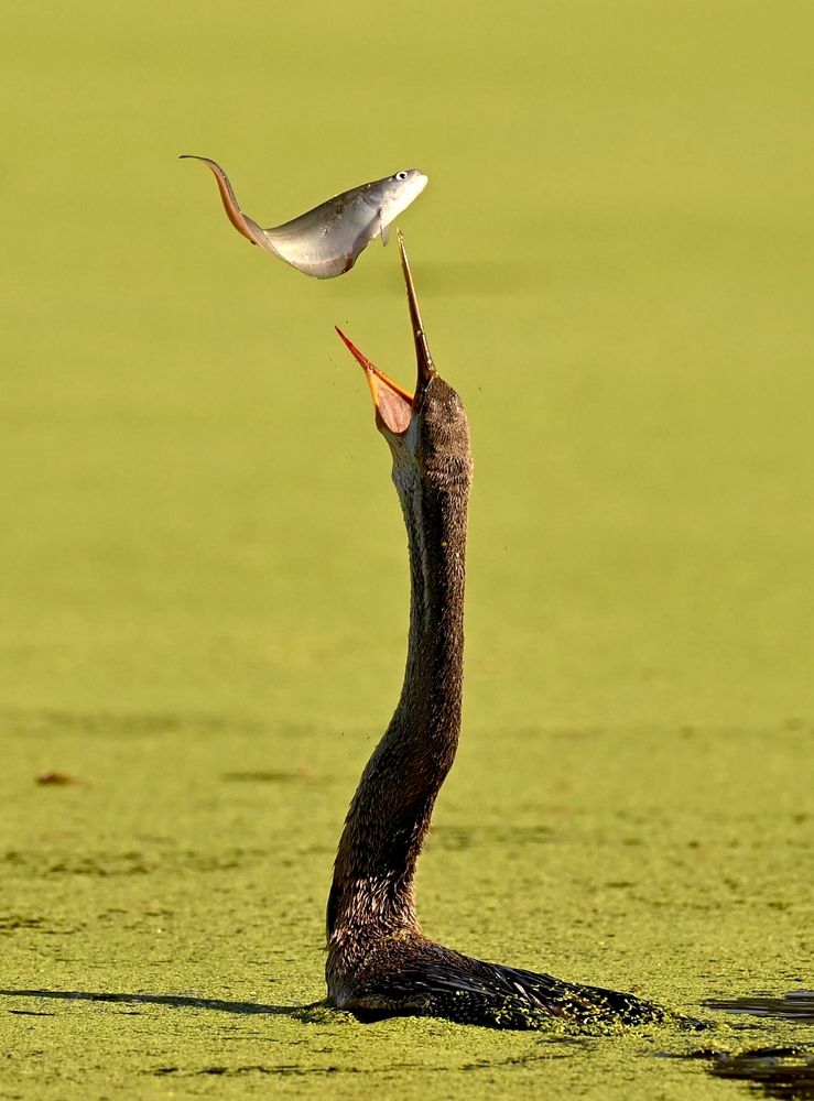 Photograph by Olga Ольга Joshi Джоши