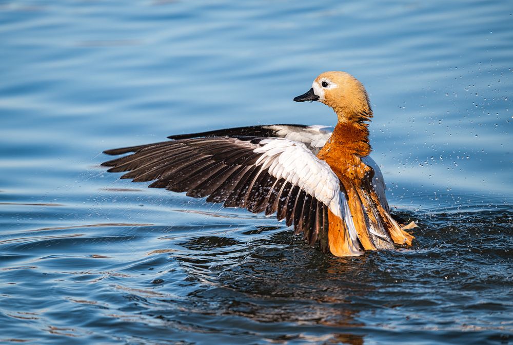 Photograph by Мария Ирешева