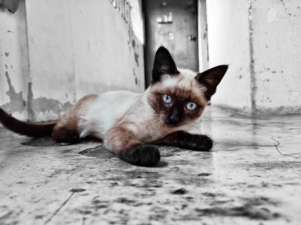 Michi traviesa