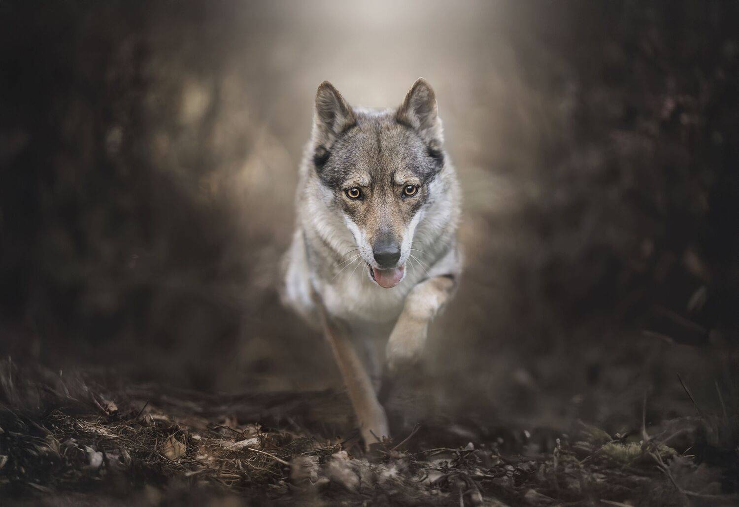 Фотография #12094604