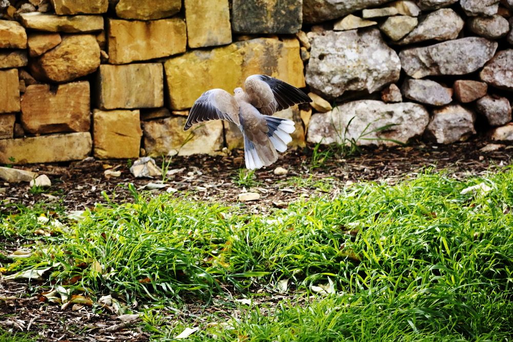 Photograph by Ernest Spiteri Gonzi